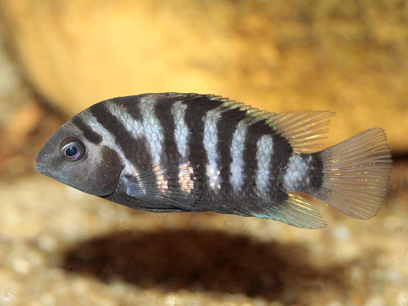 Imágen del cíclido convicto